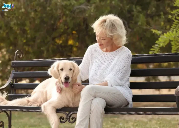 Cách chăm sóc chó già luôn vui khỏe không thể bỏ lỡ