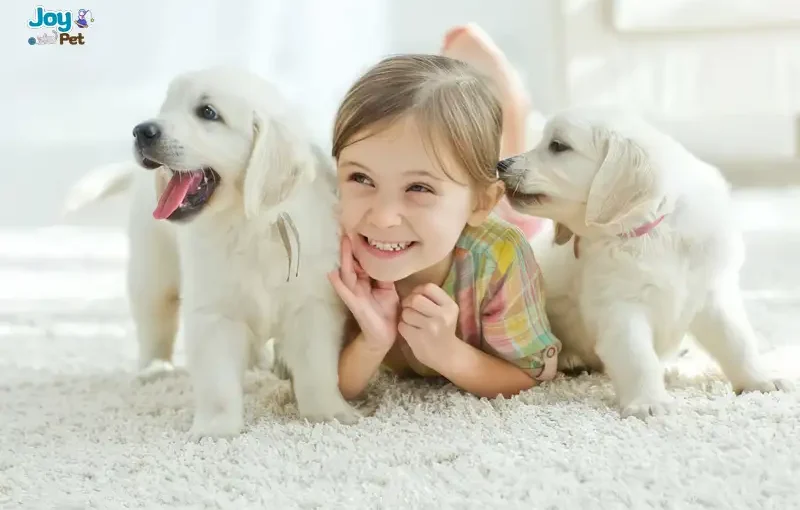 Cách chăm sóc chó mới mua về – Bí kíp cho “sen” lần đầu nuôi boss