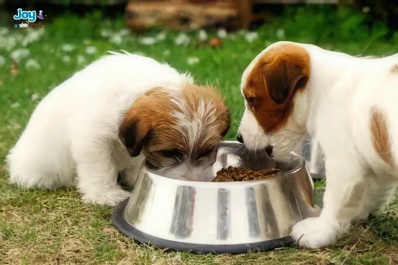 Dinh dưỡng phù hợp cho chó mới về nhà