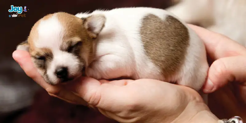 Bí quyết chăm sóc chó mới khi về nhà để bé khỏe mạnh, an toàn