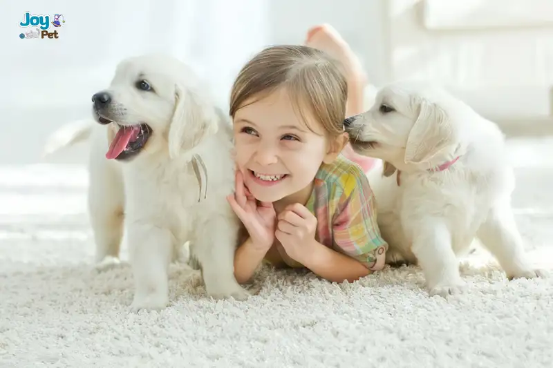 Cách chăm sóc chó mới mua về – Bí kíp cho “sen” lần đầu nuôi boss