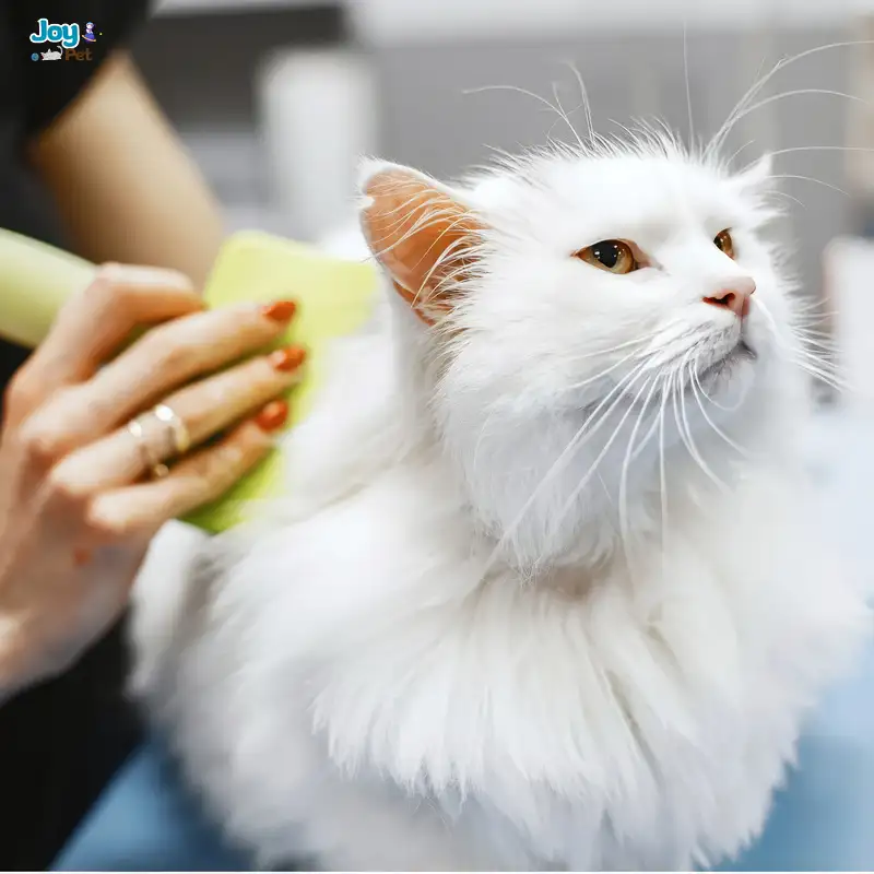 Cách tắm cho mèo con đúng chuẩn