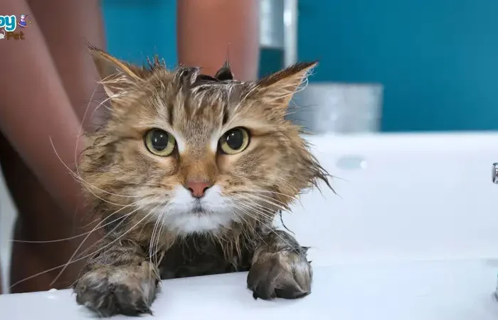 Mèo mấy tháng thì tắm được?