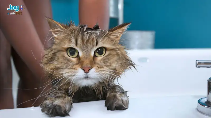 Mèo mấy tháng thì tắm được?