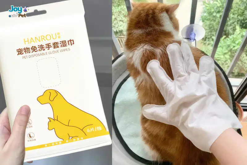 Gợi ý sản phẩm chăm sóc mèo con tại JoyPet