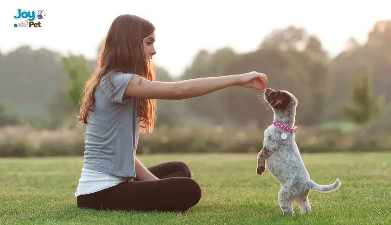Huấn luyện và làm quen môi trường mới