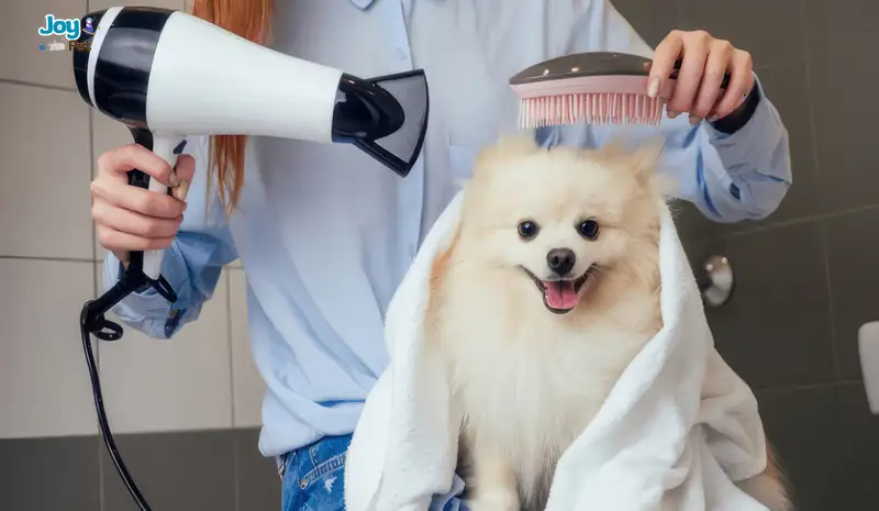 Chăm sóc – vệ sinh như lược, tông đơ, khăn tắm chất lượng cao cho thú cưng Chăm sóc – vệ sinh như lược, tông đơ, khăn tắm chất lượng cao cho thú cưng