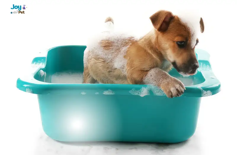 Dấu hiệu chó đã sẵn sàng để tắm