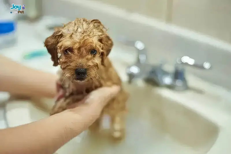 Chó con mới đẻ bao lâu thì tắm được?