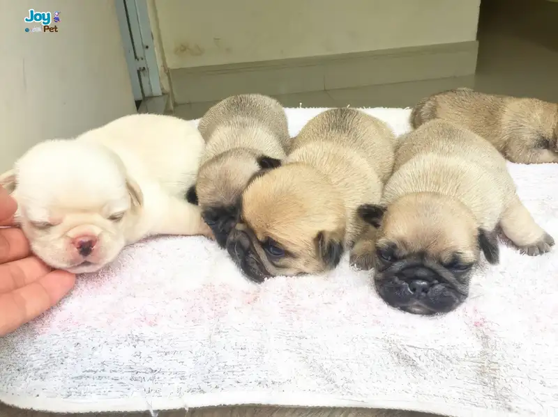 Mẹo giữ vệ sinh cho chó con và ổ sinh
