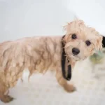 Chó con mới đẻ bao lâu thì tắm được? Cách tắm an toàn nhất