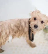 Chó con mới đẻ bao lâu thì tắm được? Cách tắm an toàn nhất