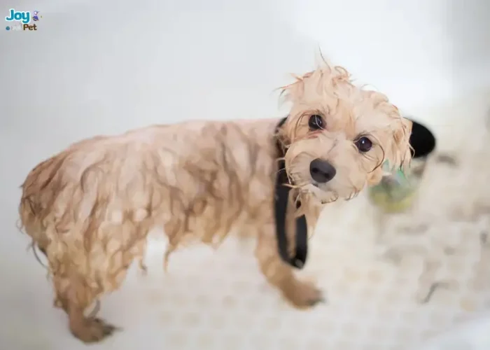 Chó con mới đẻ bao lâu thì tắm được? Cách tắm an toàn nhất