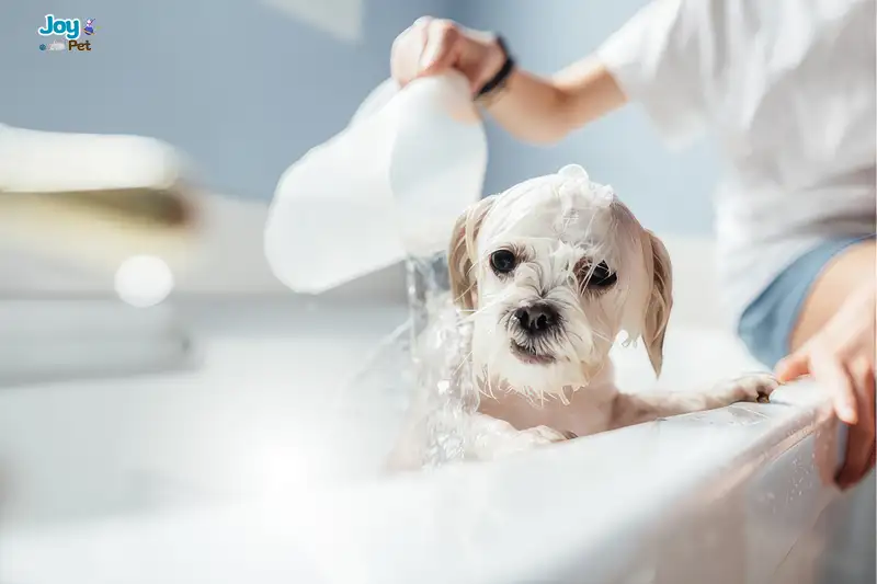 Hướng dẫn tắm cho chó con lần đầu an toàn