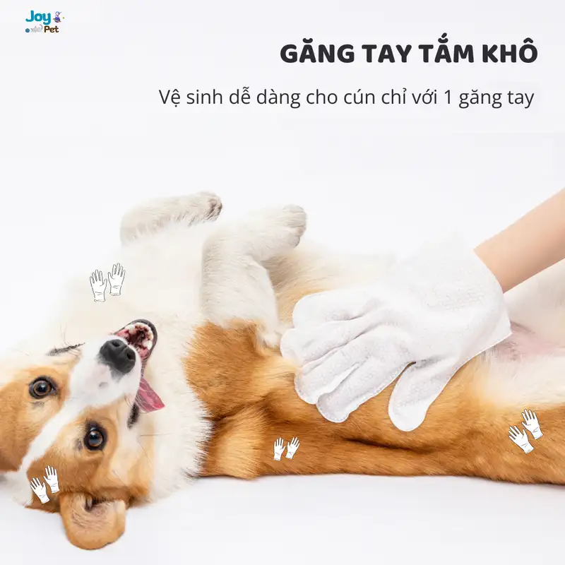 Chó mới mua về có nên tắm không?