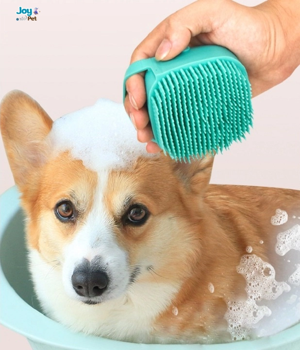 Các bước tắm cho chó mùa đông (chuẩn và an toàn)