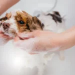 Chó mới mua về bao lâu thì tắm được?