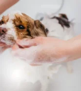 Chó mới mua về bao lâu thì tắm được?