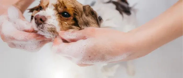 Chó mới mua về bao lâu thì tắm được?