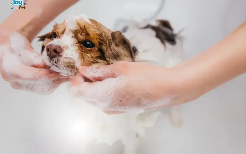 Chó mới mua về bao lâu thì tắm được?
