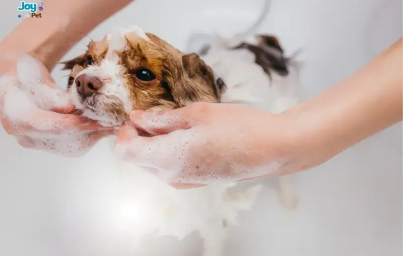 Chó mới mua về bao lâu thì tắm được?