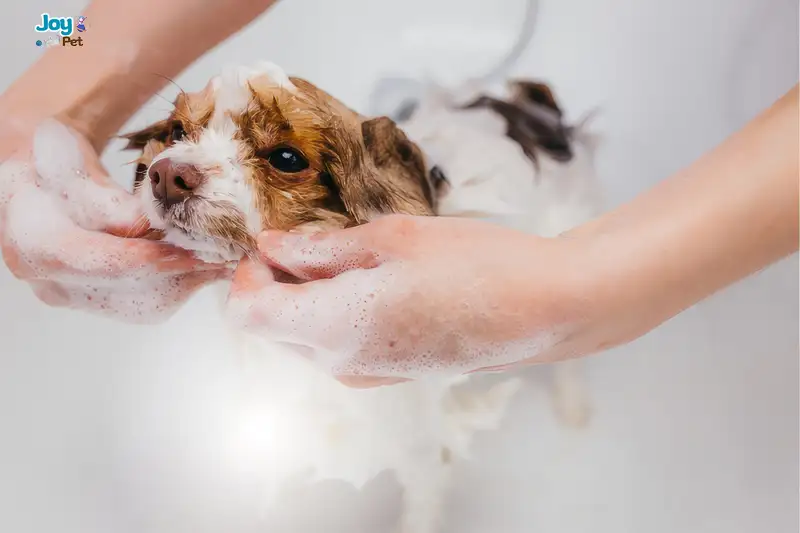 Chó mới mua về bao lâu thì tắm được?