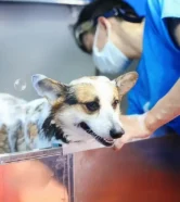 Tắm cho chó mùa đông an toàn - Hướng dẫn & lưu ý chi tiết