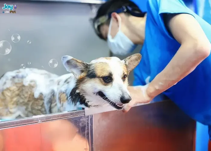 Tắm cho chó mùa đông an toàn - Hướng dẫn & lưu ý chi tiết