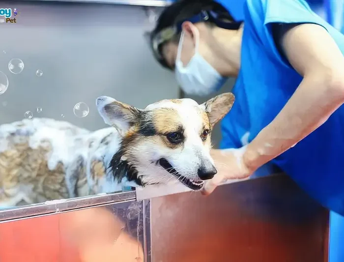 Tắm cho chó mùa đông an toàn - Hướng dẫn & lưu ý chi tiết