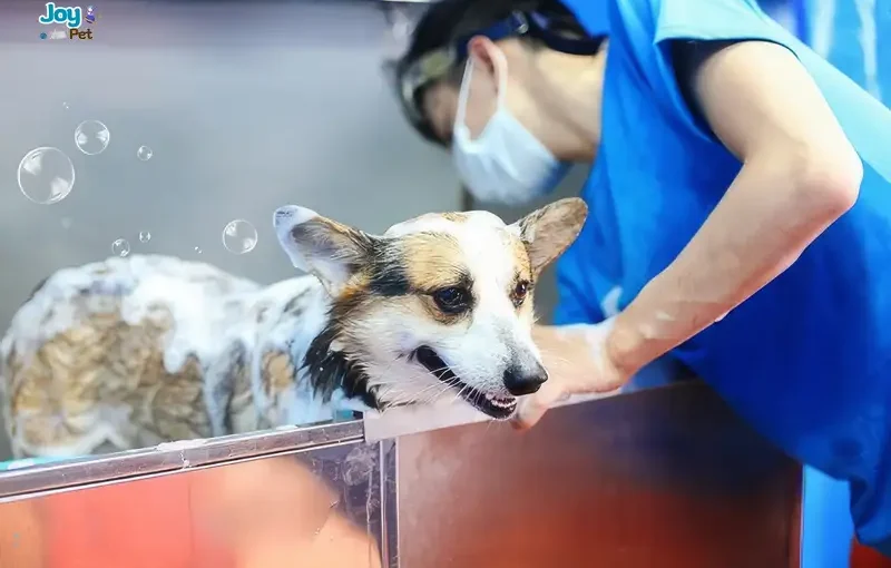 Tắm cho chó mùa đông an toàn - Hướng dẫn & lưu ý chi tiết