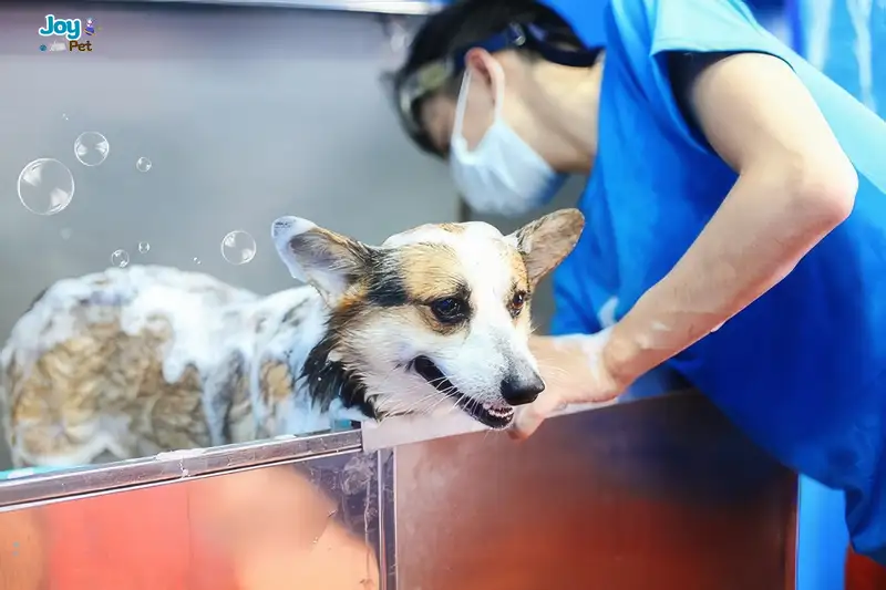 Tắm cho chó mùa đông an toàn - Hướng dẫn & lưu ý chi tiết