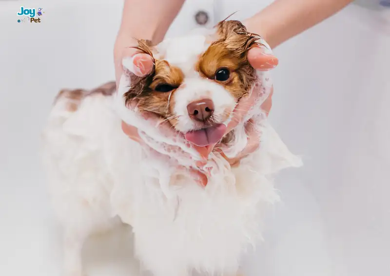 Vì sao tắm cho chó mùa đông cần phải cẩn trọng?