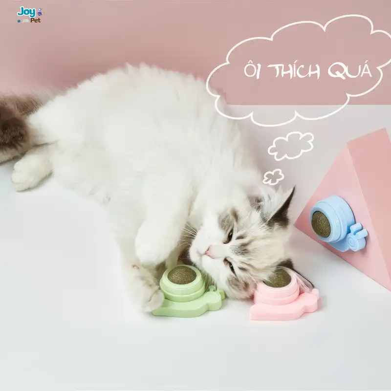 Vì sao nên chọn cỏ mèo gắn tường? Vì sao nên chọn cỏ mèo gắn tường?