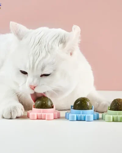 Lợi ích của cỏ mèo catnip gắn tường đối với mèo