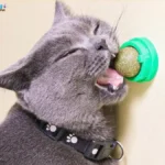 Mua cỏ mèo gắn tường chính hãng ở đâu?