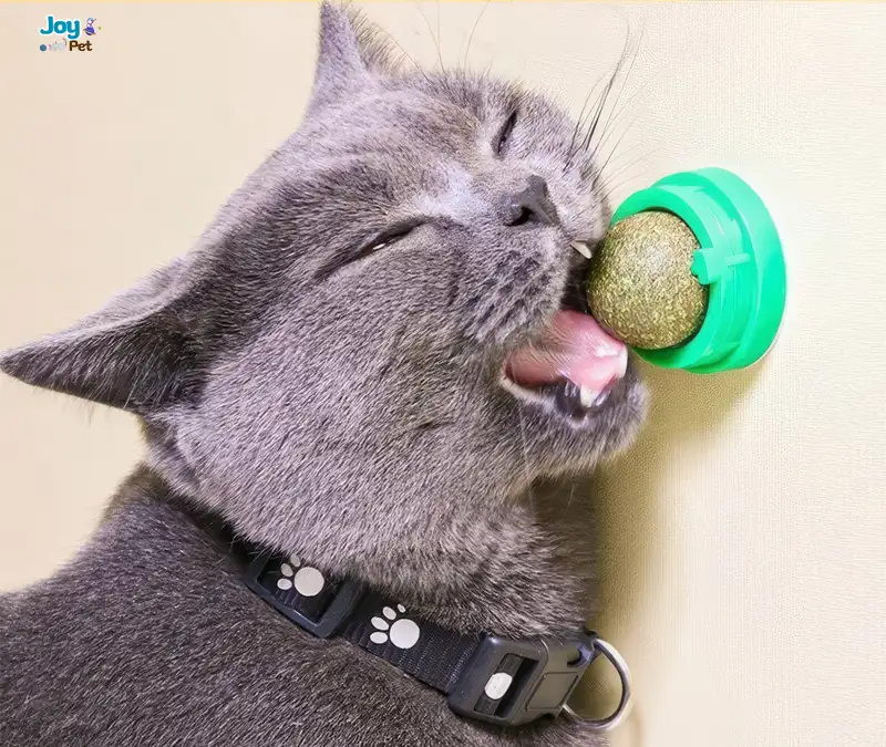 Mua cỏ mèo gắn tường chính hãng ở đâu? Mua cỏ mèo gắn tường chính hãng ở đâu?