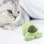 Cỏ mèo gắn tường là gì?