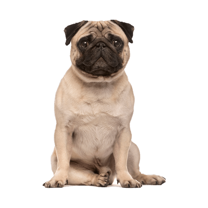 Pug