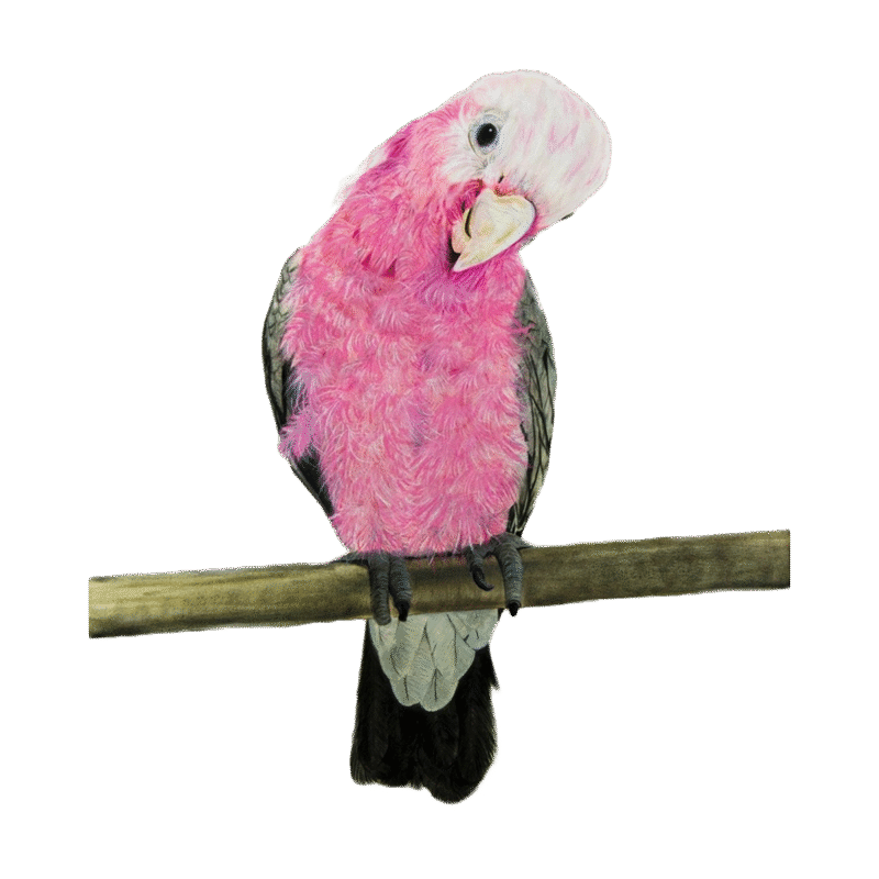 Galah