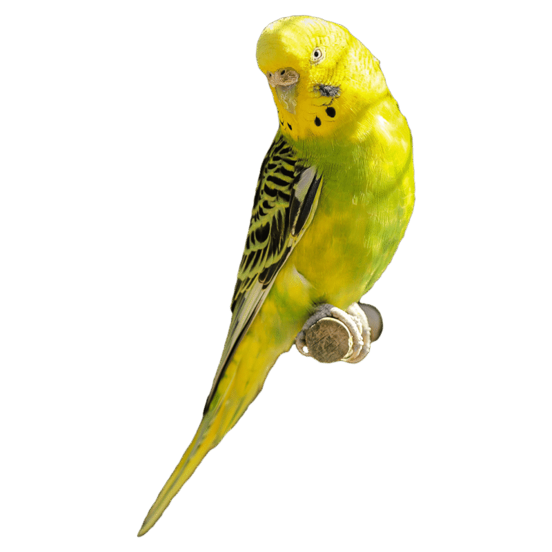 Budgerigar