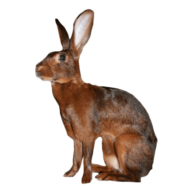 Belgian Hare