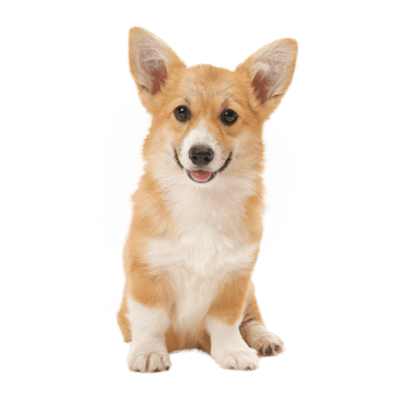 Corgi