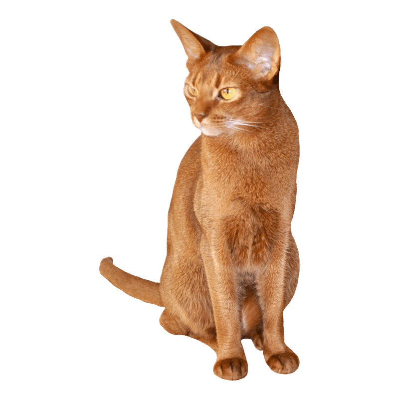 Abyssinian