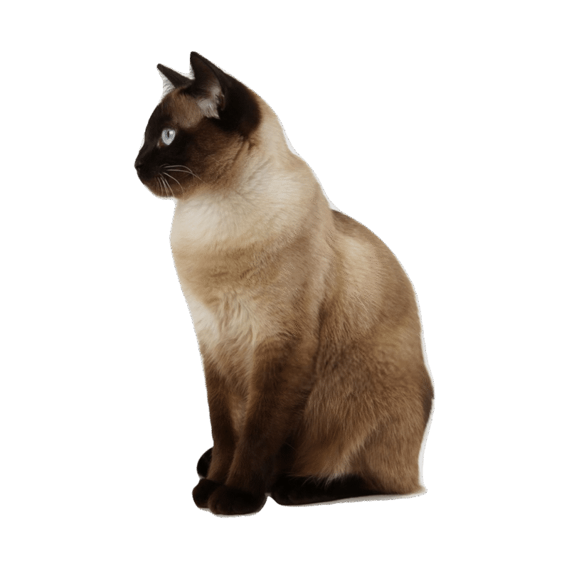 Siamese