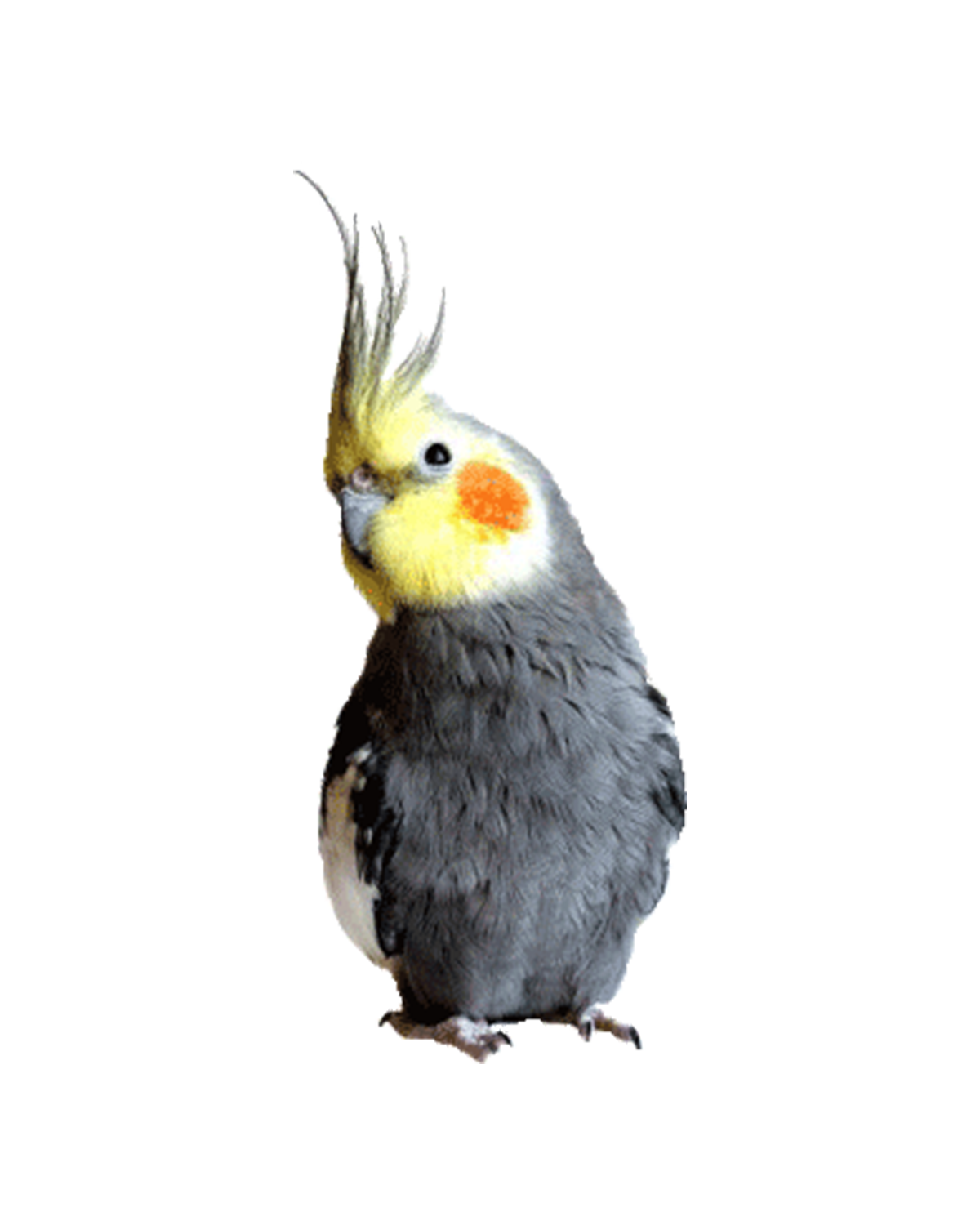 Cockatiel